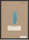 Pleurosigma angulatum quadratum (Queck.) W.Sm. (de-Toni-Nr.: Genus 13, Species 1001) Zeichnungen Sammlung Grunow Nr. 2017 (NHMW-BOT-W0368868)
